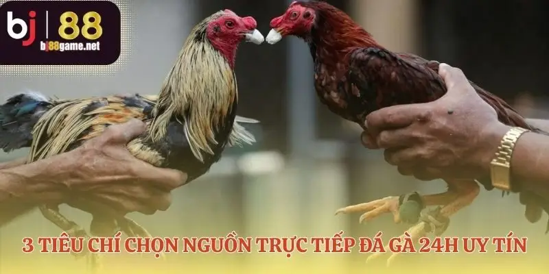 Nền tảng vững chắc cho trải nghiệm trực tiếp đá gà 24h