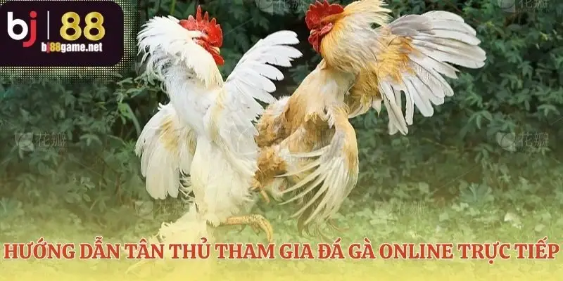 Những bước đầu tiên tham gia đá gà online trực tiếp