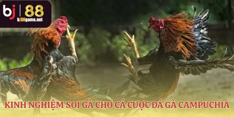 Nhận diện gà chiến trong cá cược đá gà Campuchia