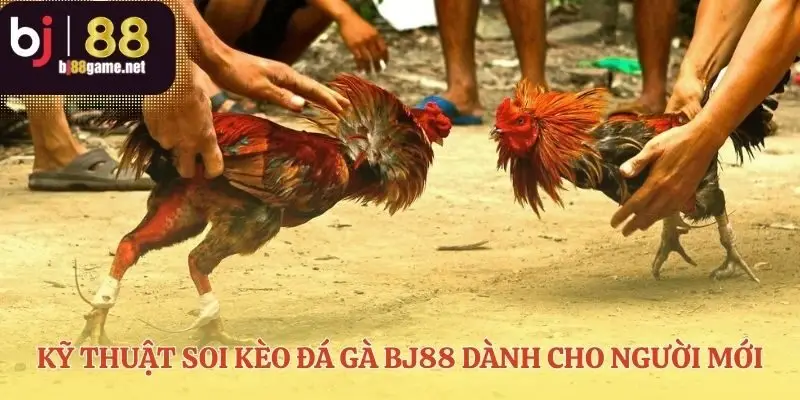 Phân tích chiến kê đá gà BJ88 như một chuyên gia