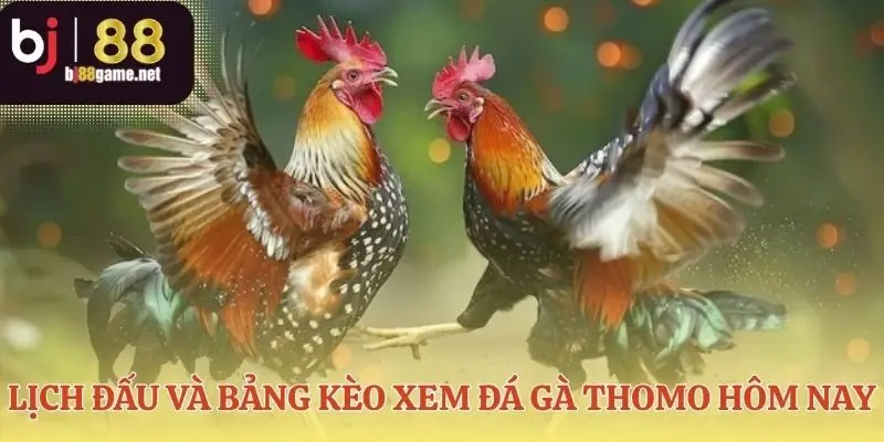 Tấm bản đồ chiến trận cho người xem đá gà Thomo hôm nay