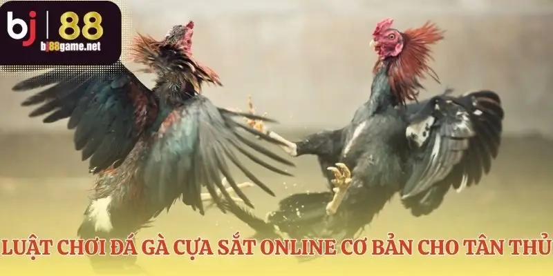 Nền tảng vững chắc cho mọi cuộc chọi kê