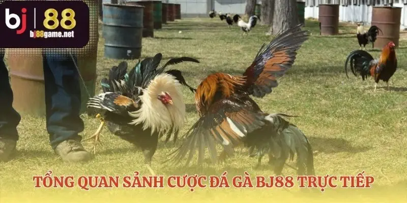 Nơi mọi trận đấu kịch tính bắt đầu từ đây