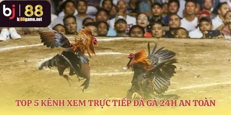 Bản đồ dẫn lối đến những sàn đấu uy tín nhất