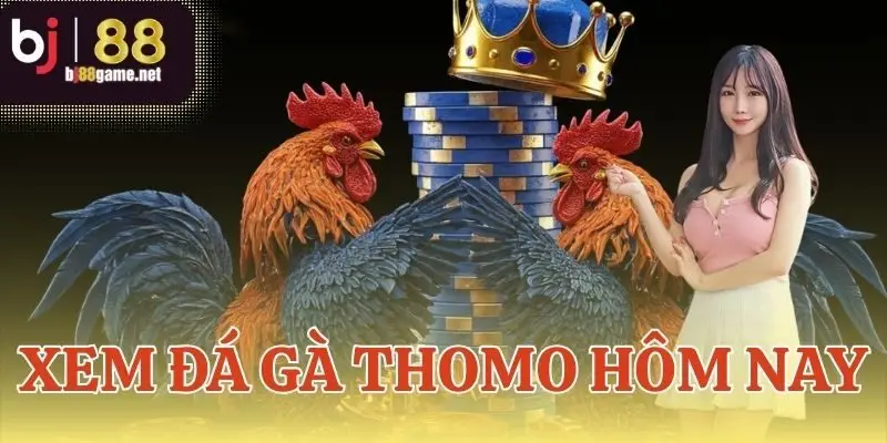 Xem đá gà Thomo hôm nay